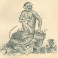 AFFE. - Grüner Affe. Bild 1
