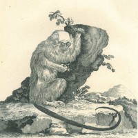 AFFE. - Silberäffchen. Picture 1