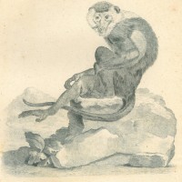 AFFE. - Äthiopische Grünmeerkatze. Bild 1