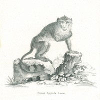 AFFE. - Javaneraffe. Picture 1