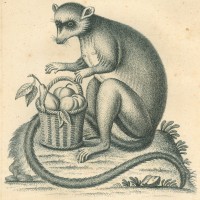 AFFE. - Lemur. - Mongozmaki. Bild 1