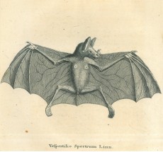 Picture 1