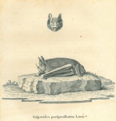 Picture 1