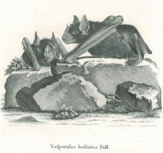 Picture 1