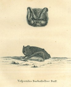 Picture 1