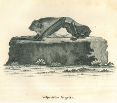 Picture 1