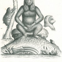 FAULTIER. - Dreifinger-Faultier. Picture 1