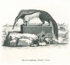 Picture 1