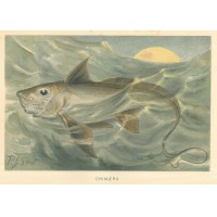 Picture 1