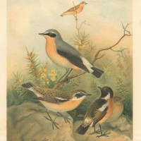 Picture 1