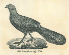 Picture 1