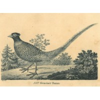 Picture 1