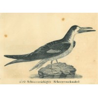 Picture 1