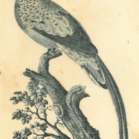 Picture 1