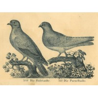 Picture 1