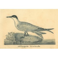 Picture 1