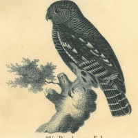 Picture 1