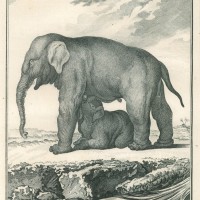 ELEFANT. Bild 1
