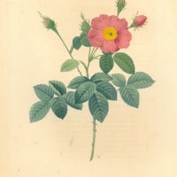 BLUMEN. - Rosen. - Provence-Rose. Picture 1