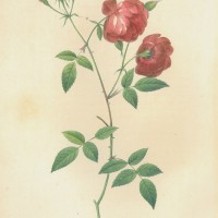 BLUMEN. - Rosen. - Zwergrose. Picture 1