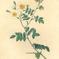 BLUMEN. - Rosen. - Feldrose. Bild 1