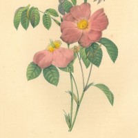 BLUMEN. - Rosen. - Essigrose. Bild 1