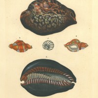 PORZELLANMUSCHELN. Picture 1