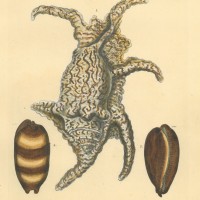 FLÜGELSCHNECKEN. Bild 1