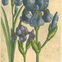 BLUMEN. - Iris. Bild 1