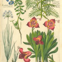 BLUMEN. - Winden. Picture 1