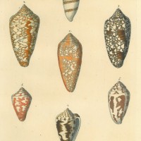 BÄUCHIGE KEGEL. Picture 1