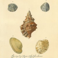 KINCKHÖRNER. Picture 1