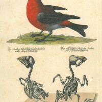 VÖGEL. - Krummschnabel. Picture 1