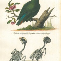 VÖGEL. - Papagei. Bild 1