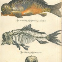 FISCHE. - Karpfen. Picture 1
