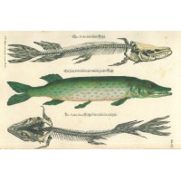 FISCHE. - Hecht. Bild 1