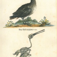 VÖGEL. - Schnepfe. Bild 1
