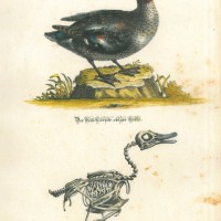 VÖGEL. - Ente. Picture 1