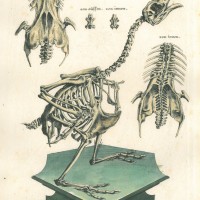 VÖGEL. - Auerhahn. Bild 1