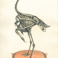 VÖGEL. - Trappe. Picture 1