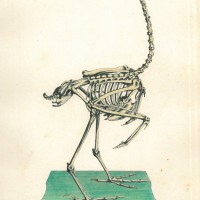 VÖGEL. - Rohrdommel. Bild 1