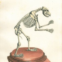 BÄR. Picture 1