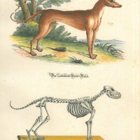 HUNDE. - Windhund. Picture 1