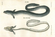 Picture 1
