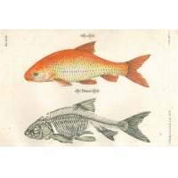 FISCHE. - Aland. Picture 1