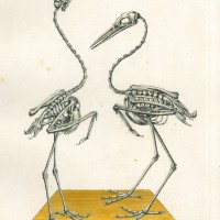 VÖGEL. - Reiher. Bild 1