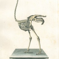 VÖGEL. - Strauß. Picture 1