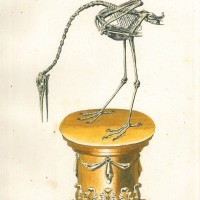 VÖGEL. - Kranich. Picture 1