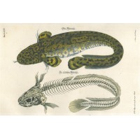 FISCHE. - Aalraupe. Bild 1