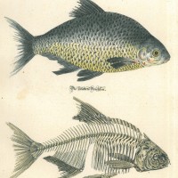 FISCHE. - Brachse. Picture 1